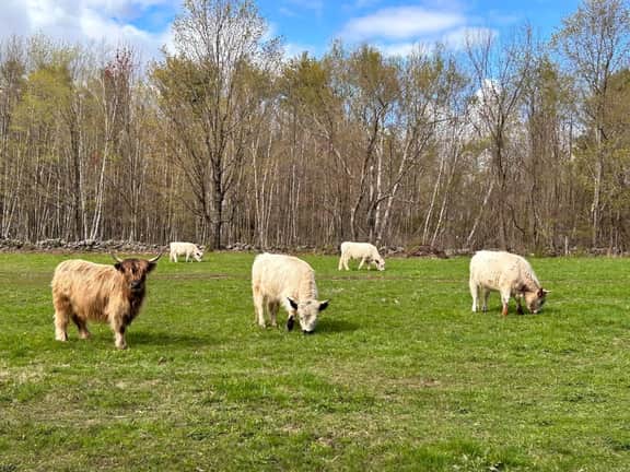 Farm Adventure | Animals + Fire Pit | Lakes Region - Image 4